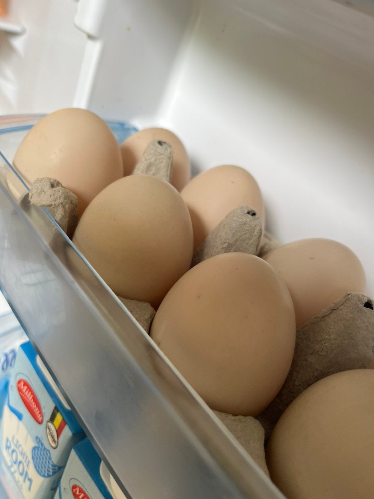 Eieren barberie eenden te koop, Dieren en Toebehoren