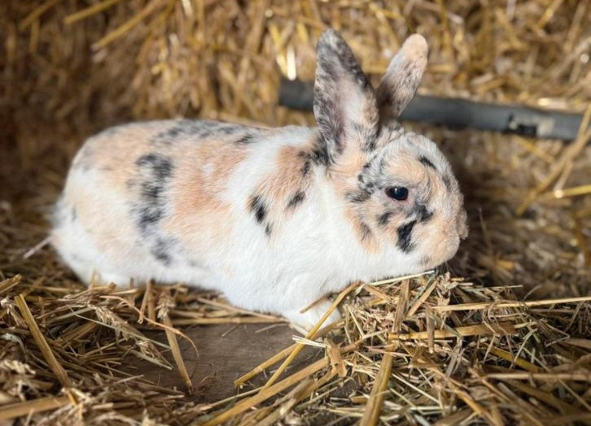 Dwergkonijntje, Dieren en Toebehoren, Konijnen