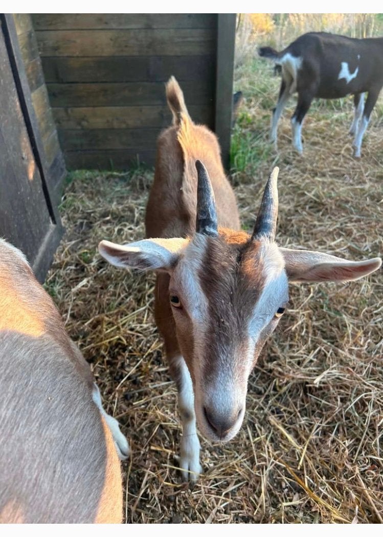 Toggenburger ooilam, Dieren en Toebehoren