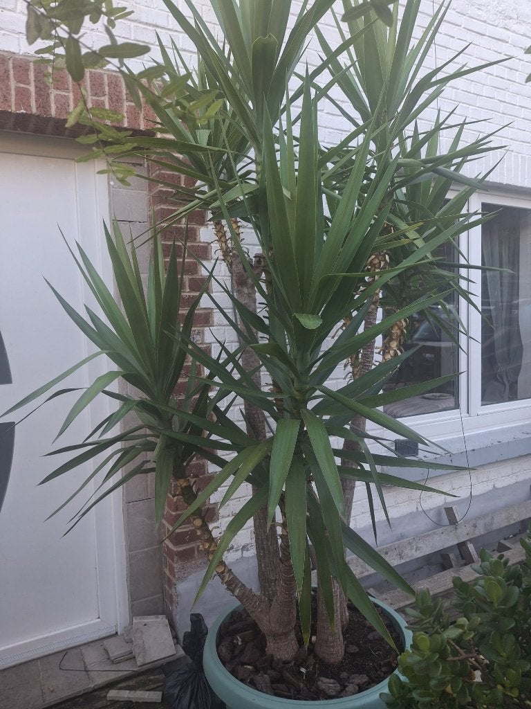 Yucca d'intérieur 280cm (palmier) - 8 branches, En pot, Plein soleil, Enlèvement, 200 cm ou plus