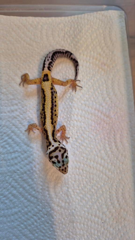 Kleine Luipaardgekko Bold Stripe, Dieren en Toebehoren, Tam