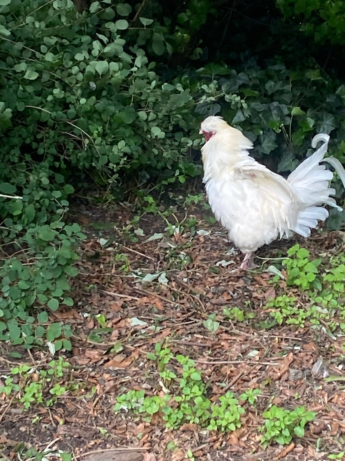 Haan Araucana/Leghorn (groenlegger), Mâle, Poule ou poulet