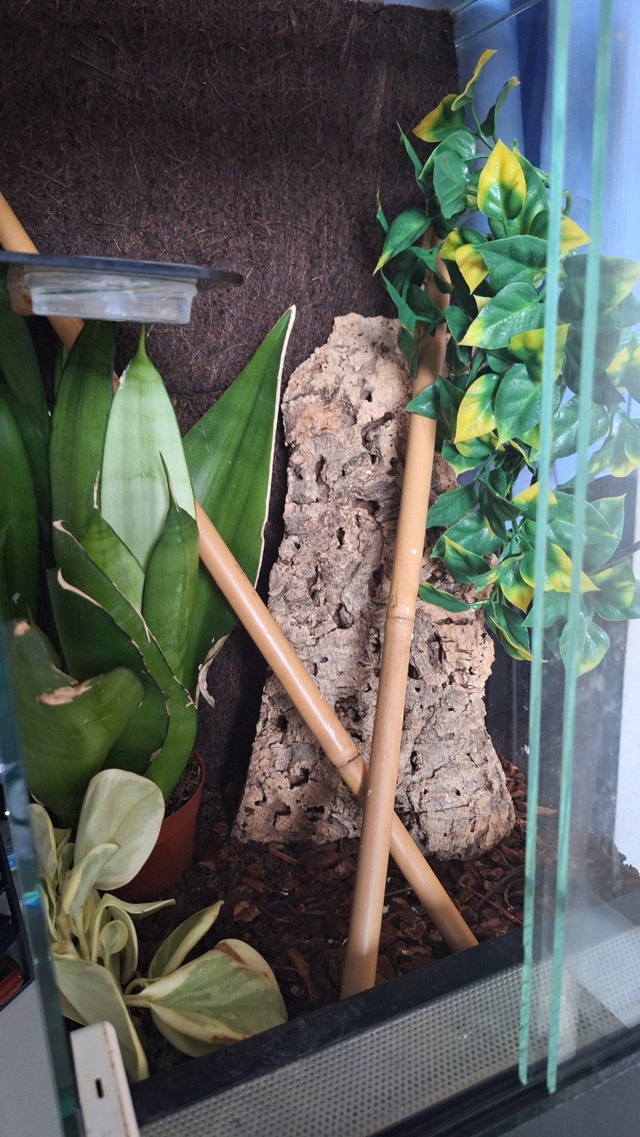 Terrarium 30x30x50 met Chameleon Gekko, Animaux & Accessoires, Enlèvement, Comme neuf, Terrarium ou Paludarium