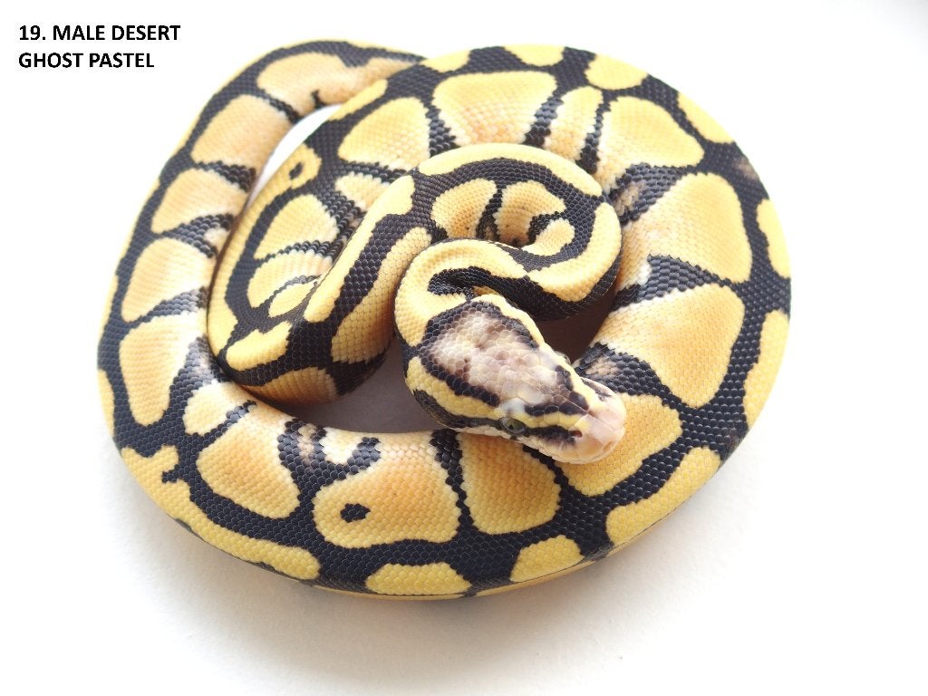 Koningspythons nakweek 2026 Ball Python photo 19