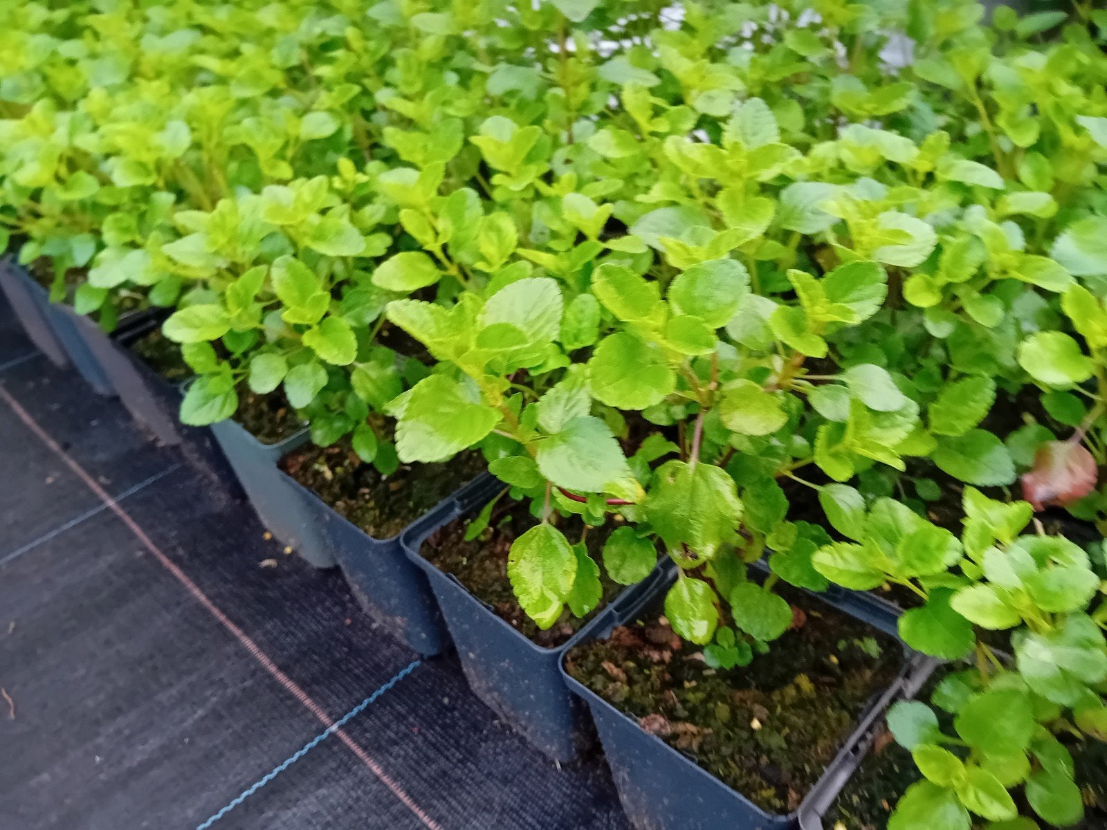 Salvia, Tuin en Terras, Ophalen, Vaste plant
