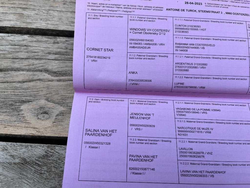 Hongre qui va sur 3ans, Avec pedigree, Hongre, 160 à 165 cm, 3 à 6 ans