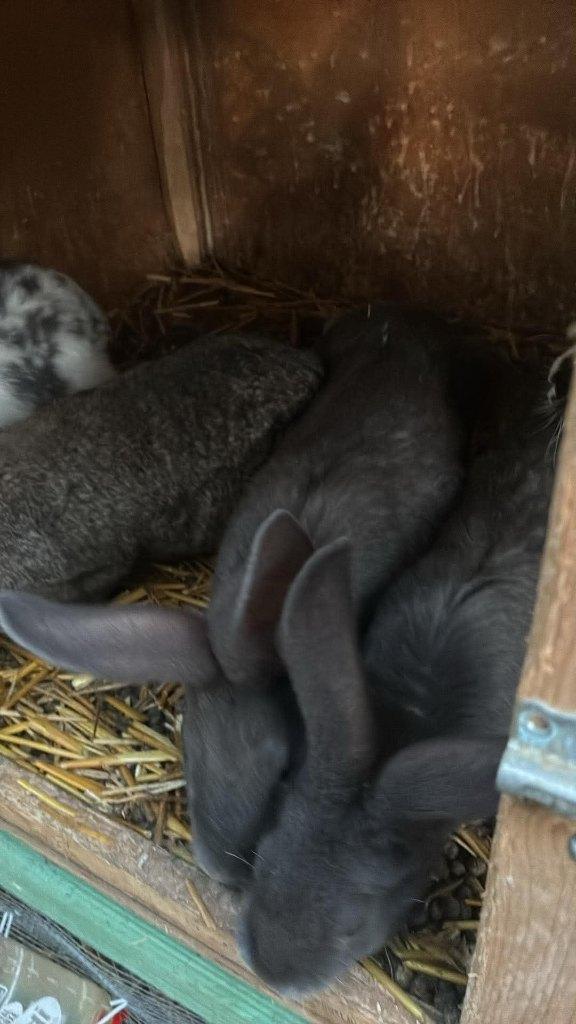 lapins, Dieren en Toebehoren, Konijnen