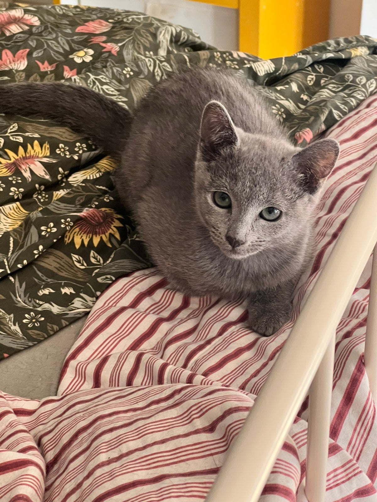 Blauwe rus meisje, Chatte ou Chat, Avec pedigree, 0 à 2 ans