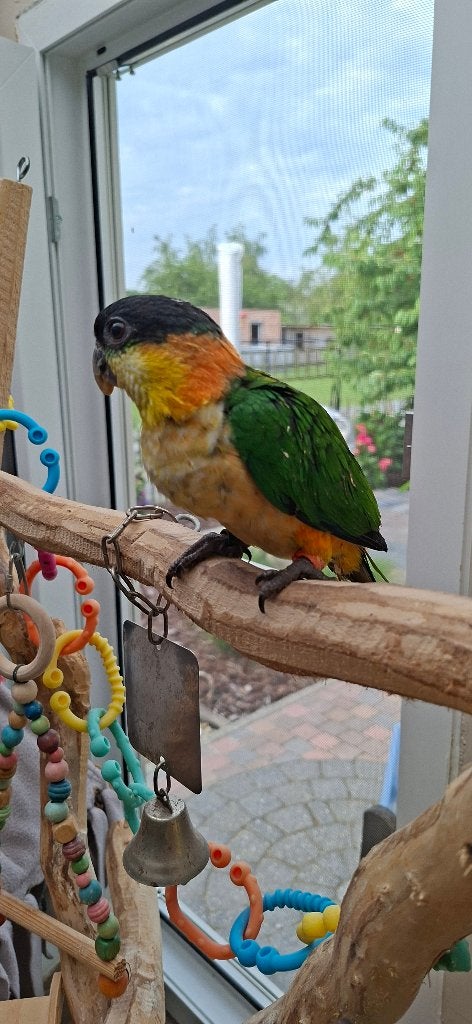 2  TAMME  Zwartkop Caique, Mannelijk, Dwergpapegaai of Agapornis, Geringd
