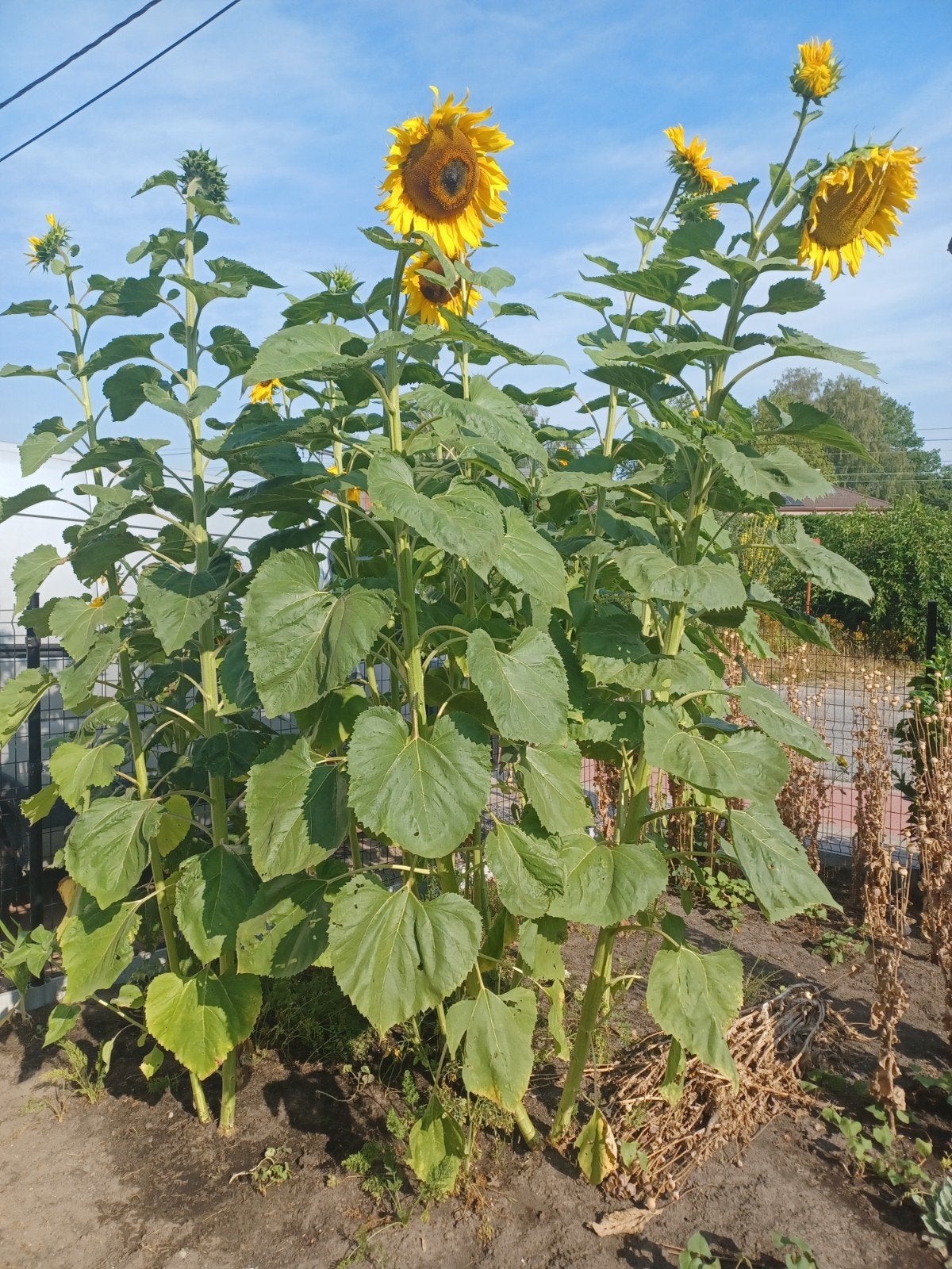 uitgebloeide zonnebloem voor dierenvoeding/deco, Jardin & Terrasse, Plantes | Arbres fruitiers, Enlèvement, 250 à 400 cm, Autres espèces