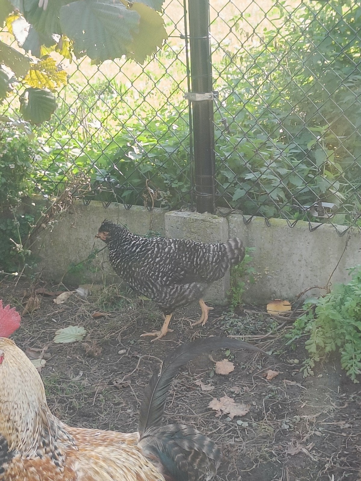 belle jeune poule, Animaux & Accessoires, Poule ou poulet