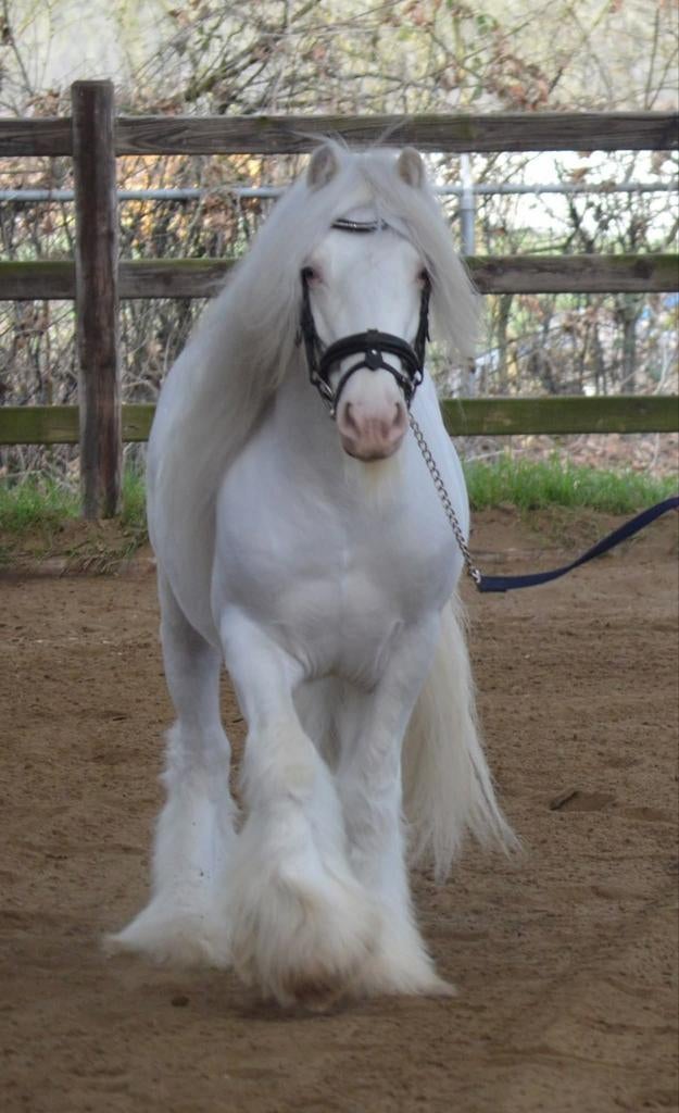 Ter dekking Tinker Irish cob dubbel vos dubbel Sabino hengst, Dieren en Toebehoren, Hengst, M