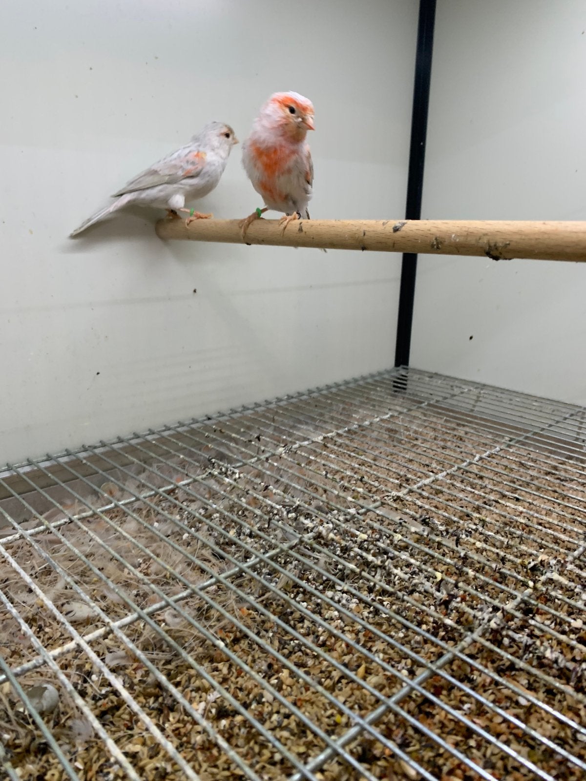 Opaal rood Mozzaiek, Dieren en Toebehoren, Vogels | Kanaries