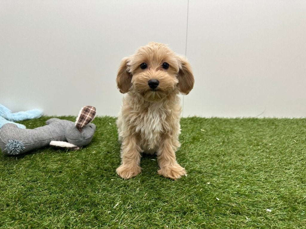 Maltipoo pups, België, 8 tot 15 weken, Parvo, Meerdere