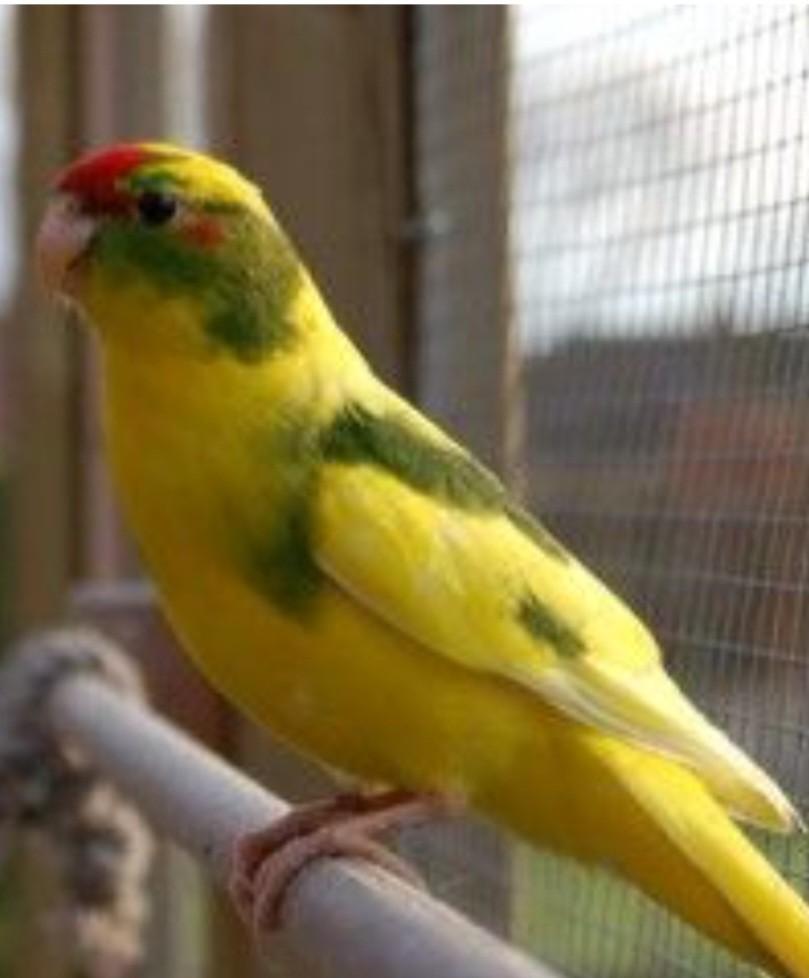 Gezocht: Koppel bonte Kakariki´s, Animaux & Accessoires, Bagué