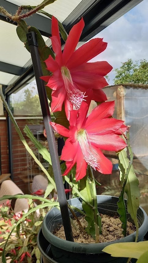 stekjes van rood bloeiende hangcactus vanaf 5€, Huis en Inrichting, Kamerplanten, Ophalen, Cactus