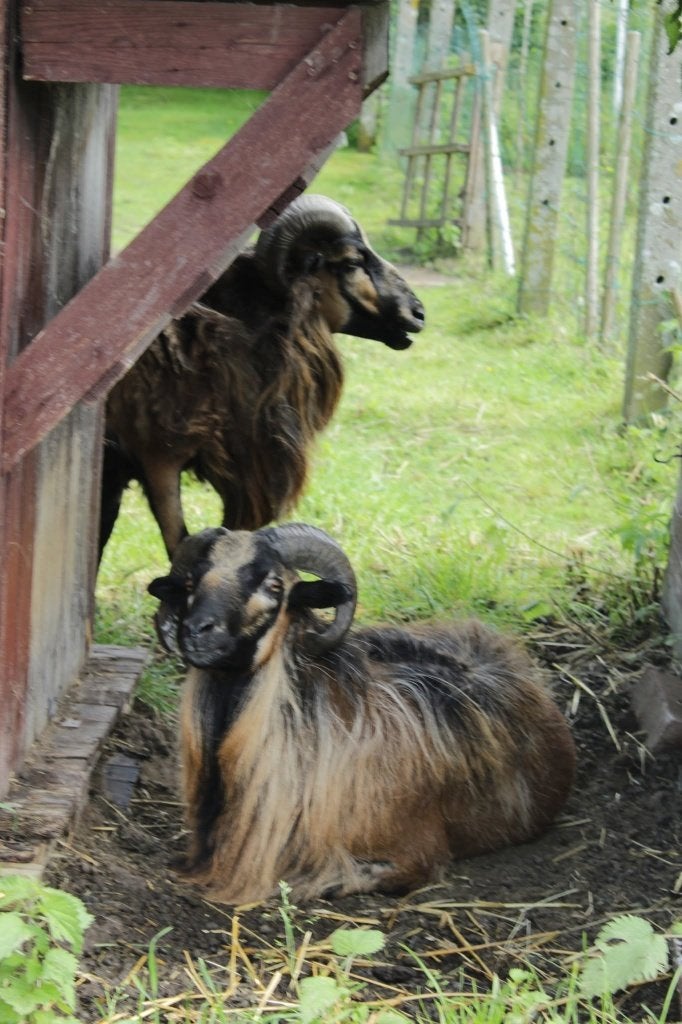 mouton du cameroun, Animaux & Accessoires, Mâle, Mouton