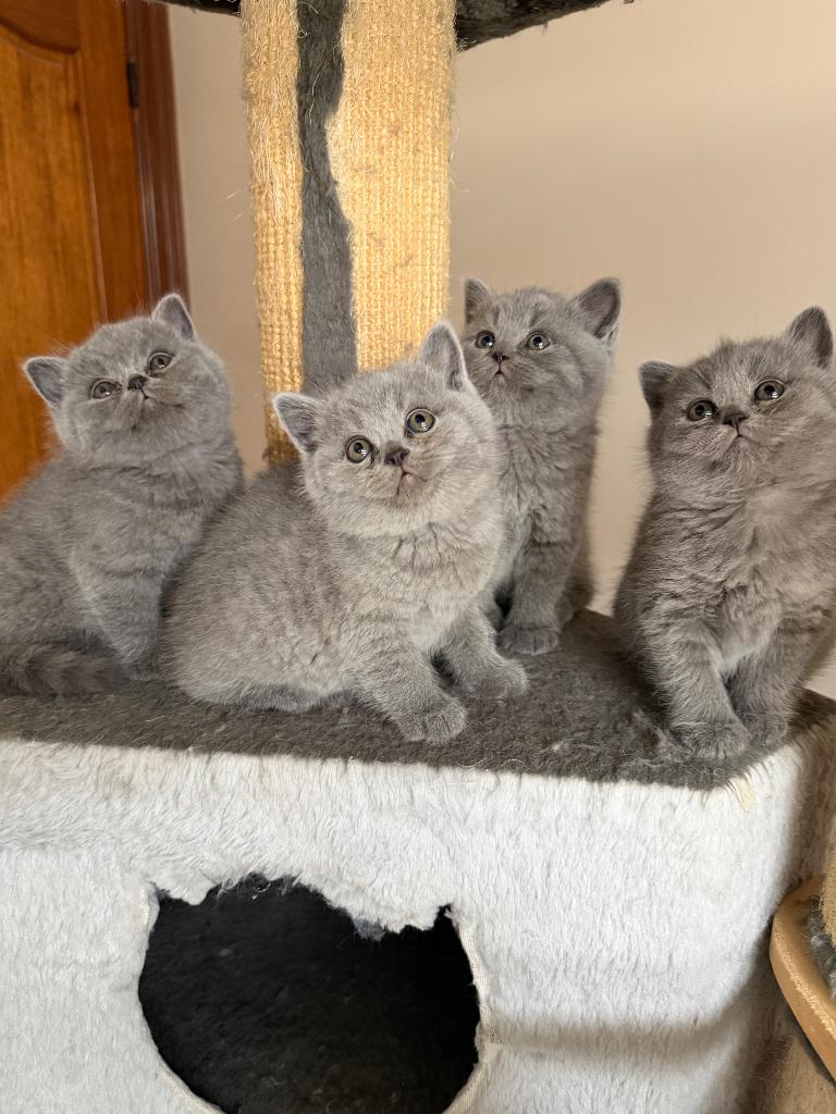 Britse korthaar kittens, Dieren en Toebehoren, Katten en Kittens | Raskatten | Korthaar, Meerdere dieren, 0 tot 2 jaar, Gechipt