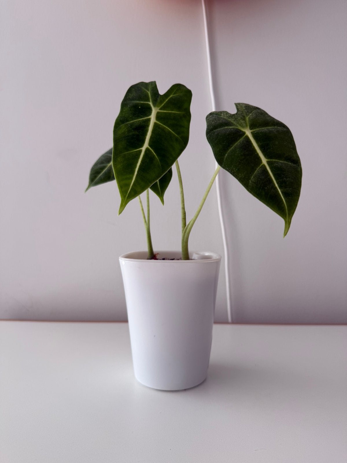 2 alocasia Frydek plantjes in self watering pot - 26cm hoog, Huis en Inrichting, Kamerplanten, Ophalen, Overige soorten, Halfschaduw