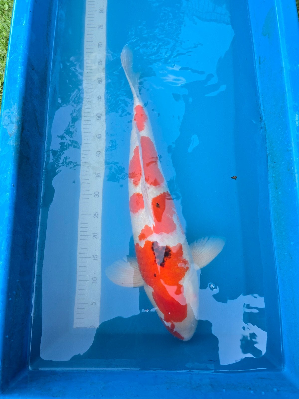 Très grand et beau Sanke 70-75 cm, Animaux & Accessoires, Poissons | Poissons d'étang