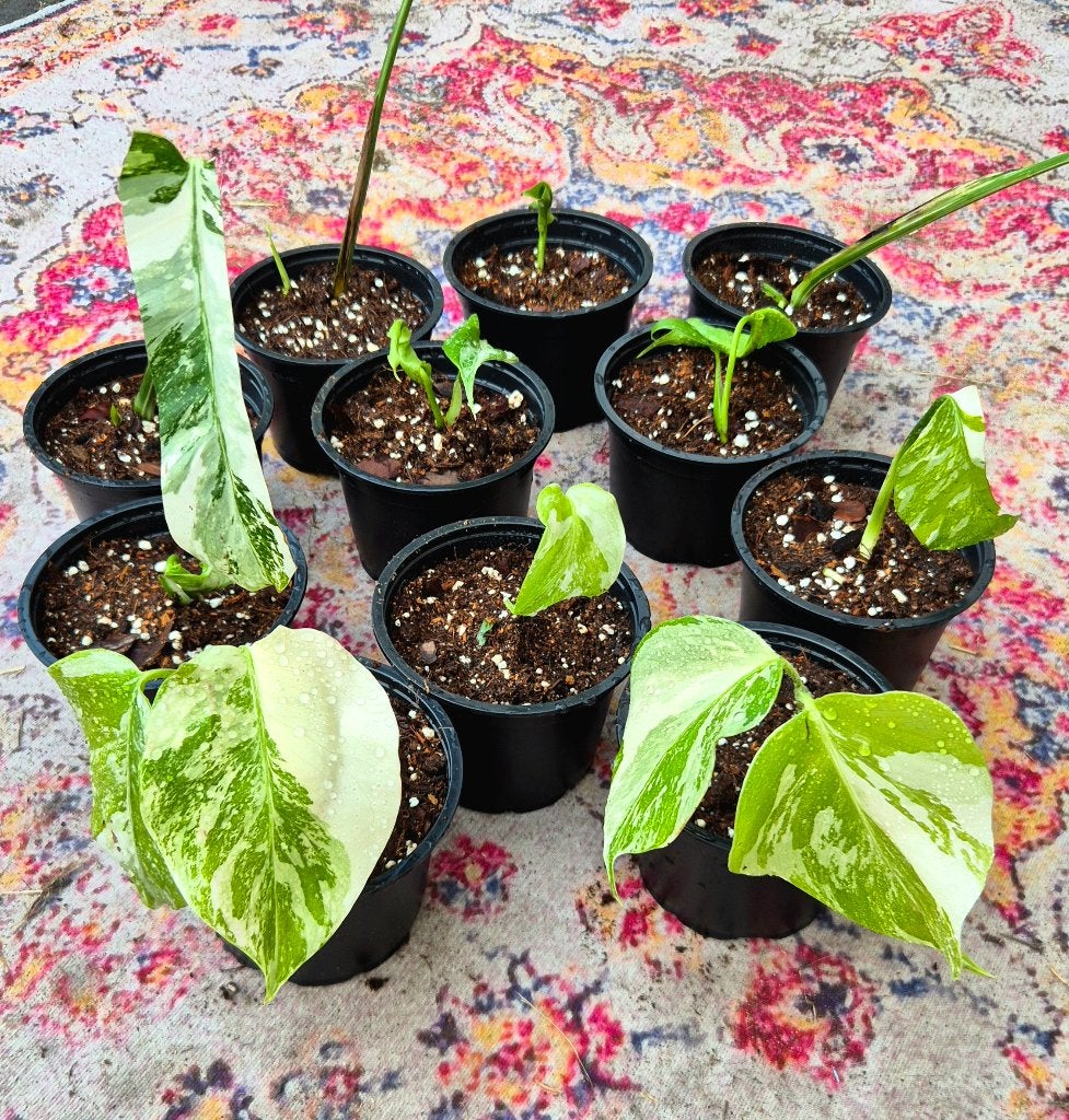 Monstera Variegata Marbled Albo Baby (uit te kiezen), Enlèvement