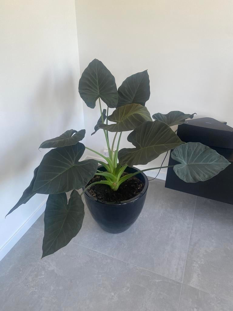 Alocasia olifantsoor, Ophalen, 100 tot 150 cm, Overige soorten, Halfschaduw