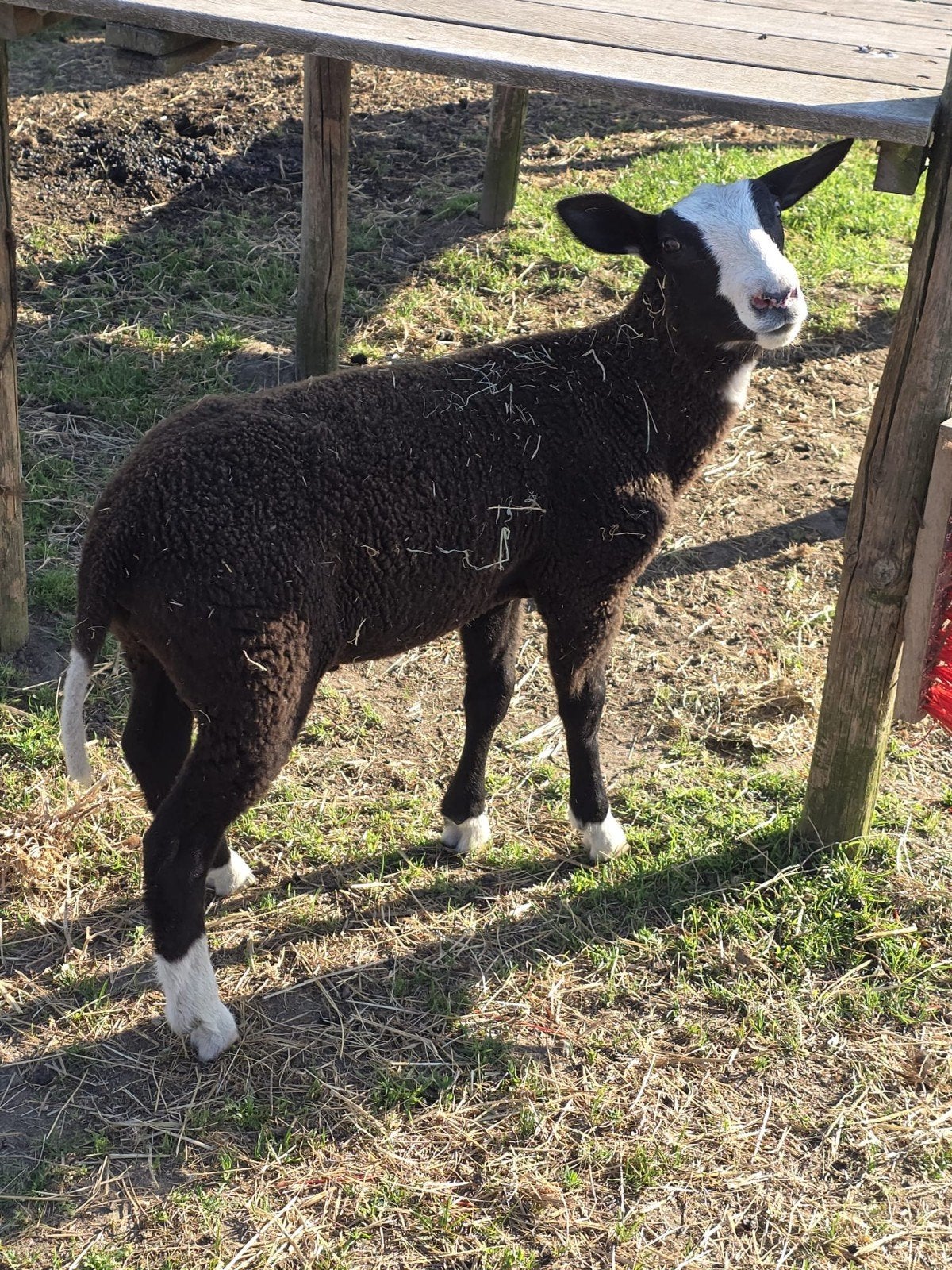 Zwartbles ramlam, Dieren en Toebehoren, Schapen, Geiten en Varkens, Schaap