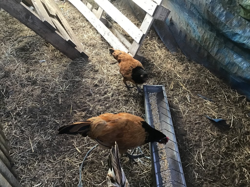 Koppel vorwerk, Femelle, Poule ou poulet
