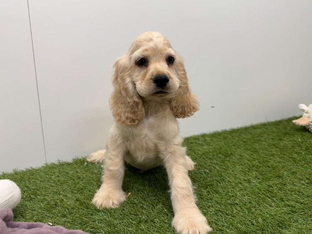 Chiots adolescents Cocker Spaniel américain, Animaux & Accessoires, 15 semaines à 1 an, Maladie de Carré (chiens), Chien (mâle)