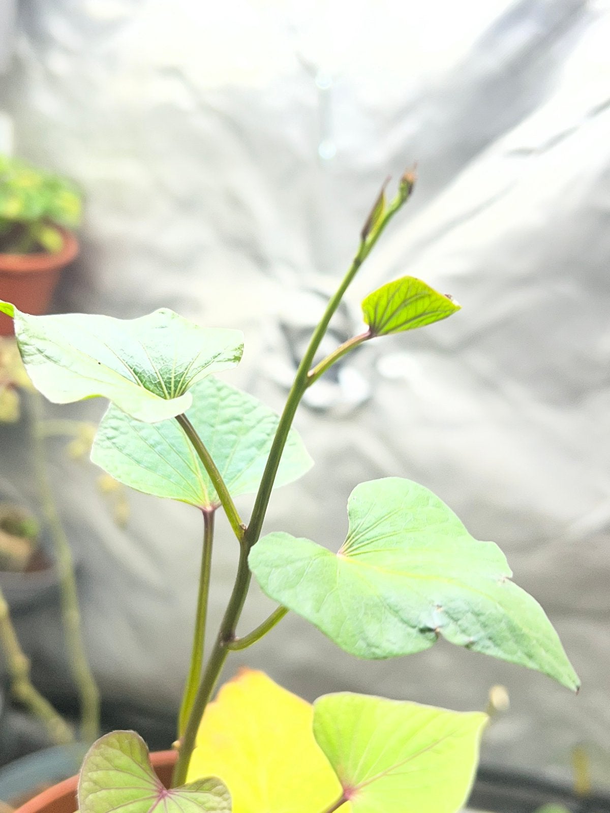 Zoete aardappelplant, Tuin en Terras, Ophalen, In pot