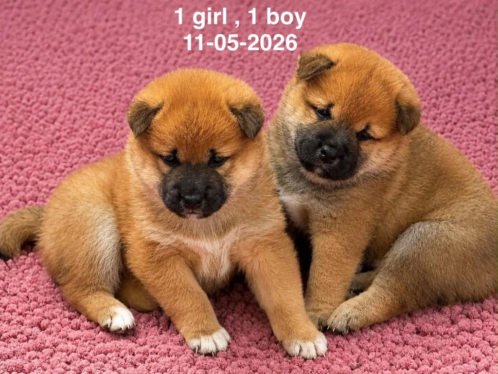 shiba inu, Animaux & Accessoires, Chiens | Huskys, Loulous & Types primitifs, 8 à 15 semaines, Plusieurs, Éleveur | Loisir, Hépatite contagieuse (maladie de Rubarth)
