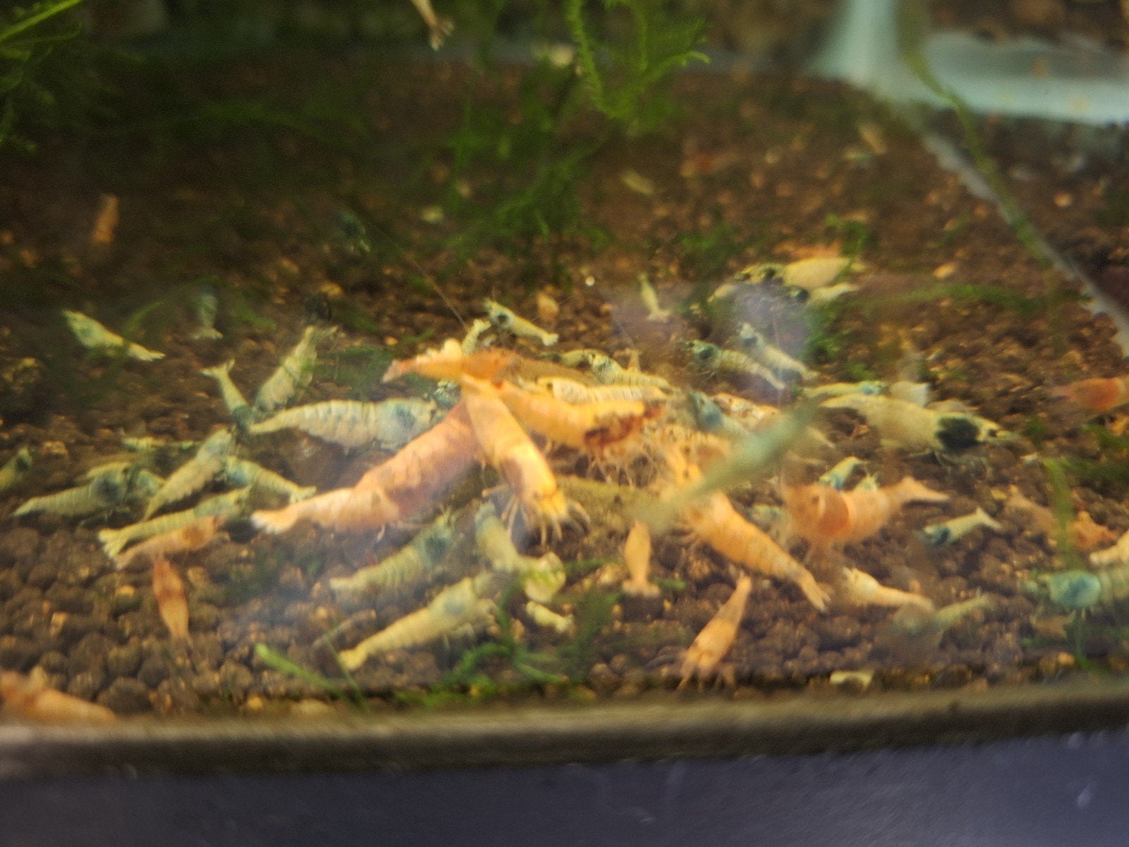 Red en Blue steel (caridina garnalen), Dieren en Toebehoren