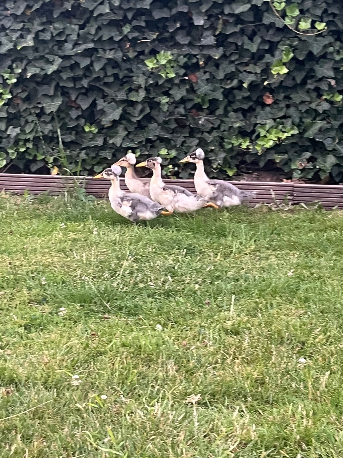 Kuif eenden kuikens, Dieren en Toebehoren, Pluimvee