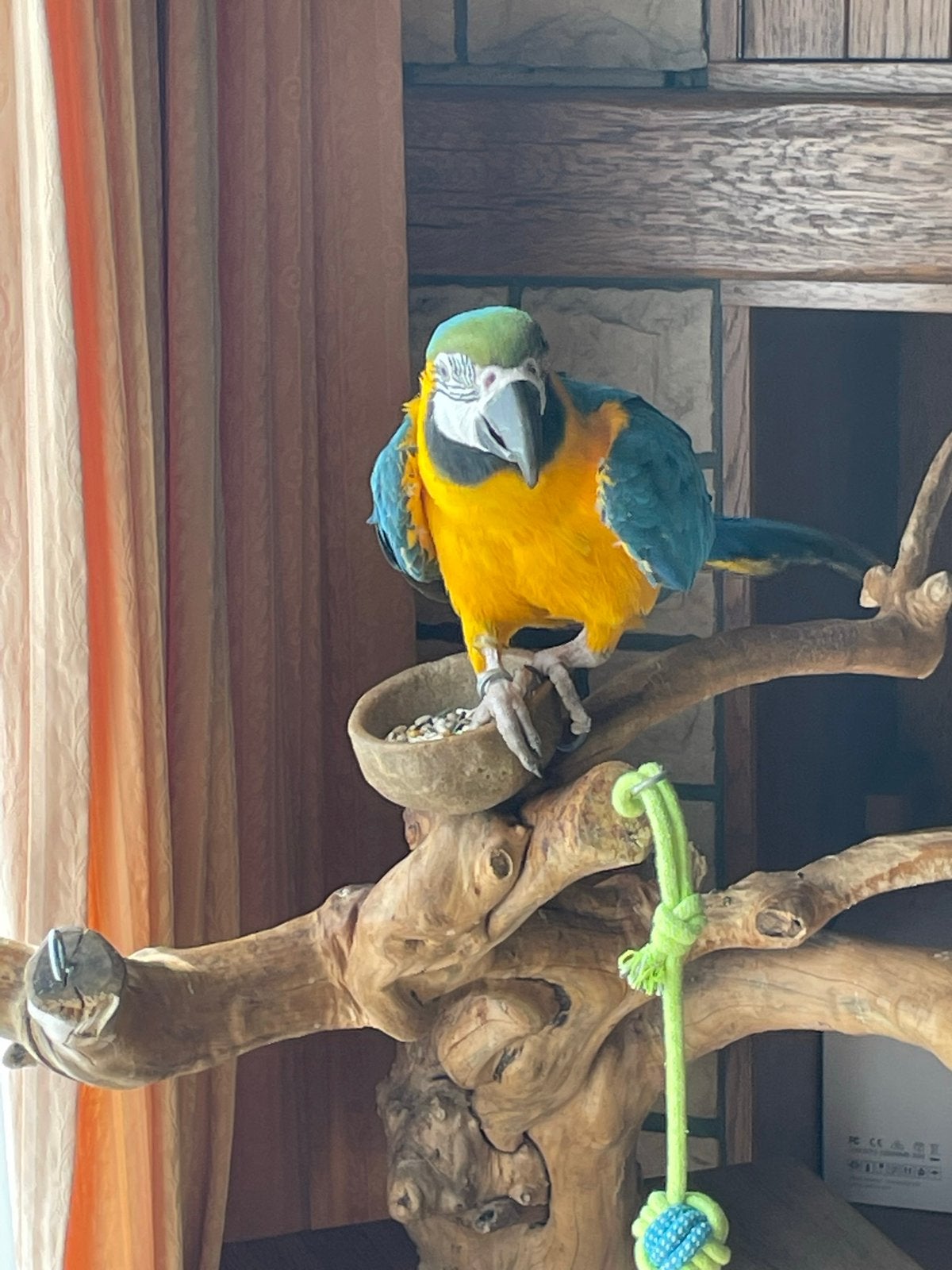 Handtamme ara, Dieren en Toebehoren, Vogels | Parkieten en Papegaaien, Vrouwelijk, Papegaai, Tam