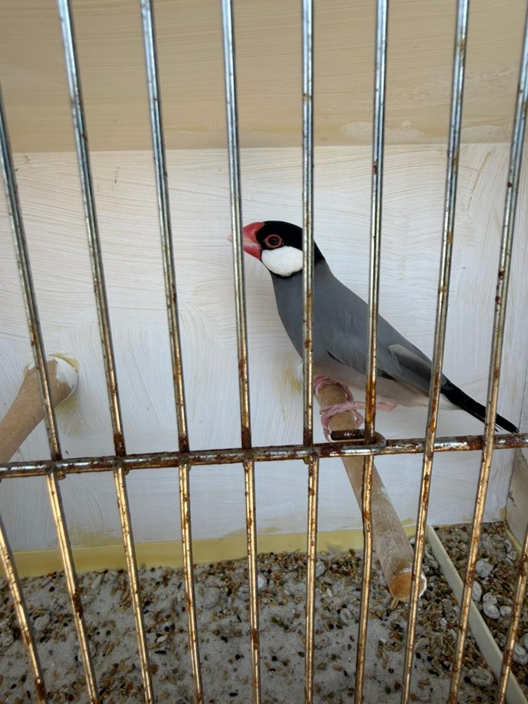 Rijstvogel, Animaux & Accessoires, Mâle, Oiseau tropical