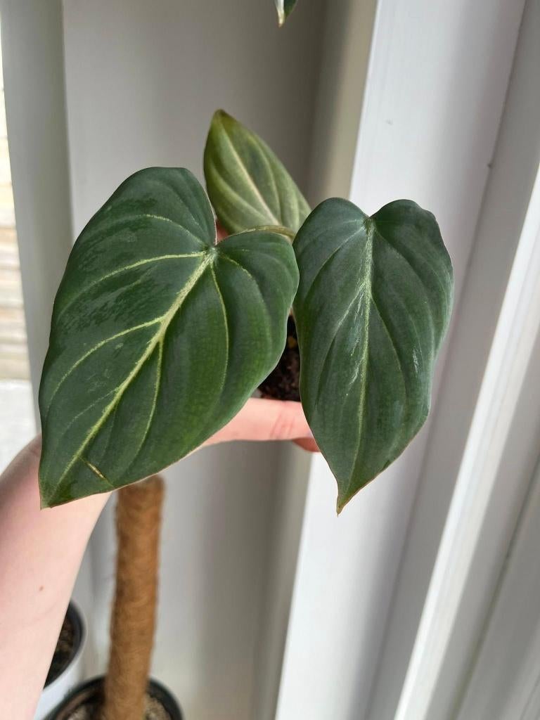 Philodendron Gloriosum, Huis en Inrichting, Kamerplanten, Ophalen of Verzenden