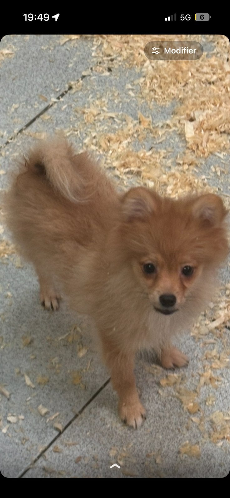 Spitz nain beige carnet complet vacciné 4 mois, Particulier, Loulou, Chien (mâle), Hépatite contagieuse (maladie de Rubarth)