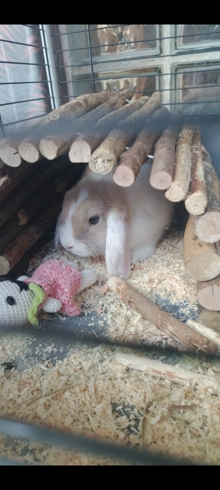 Hangoor konijn, Animaux & Accessoires, Lapins, Oreilles tombantes
