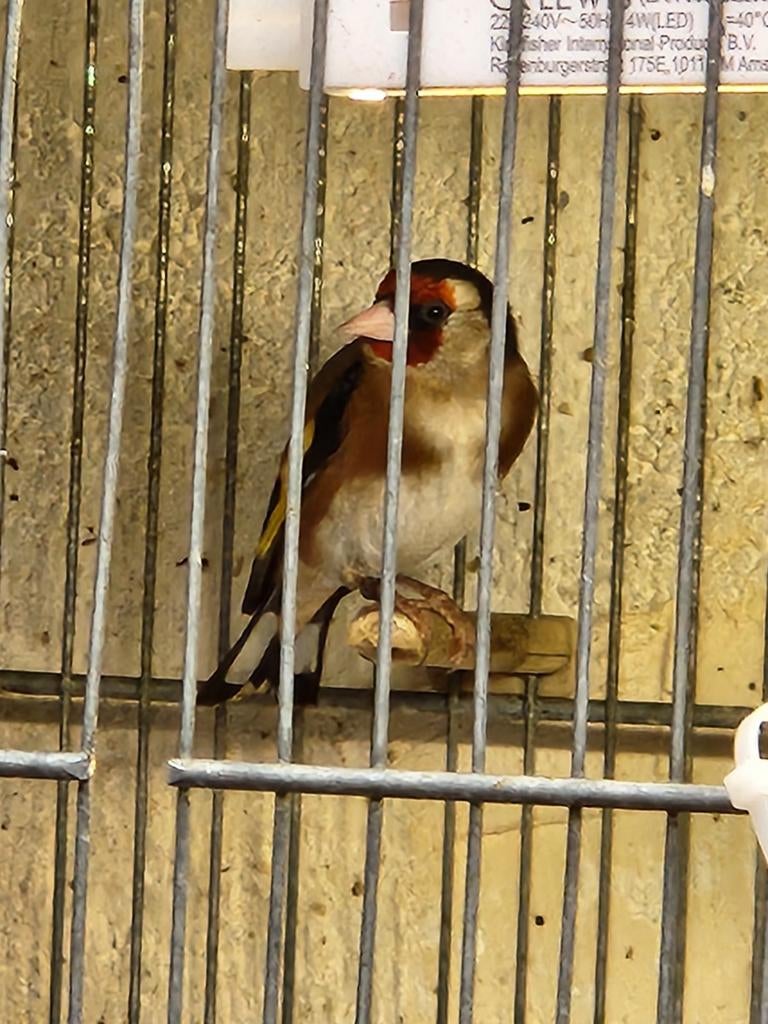 Chardonneret parva baguer
