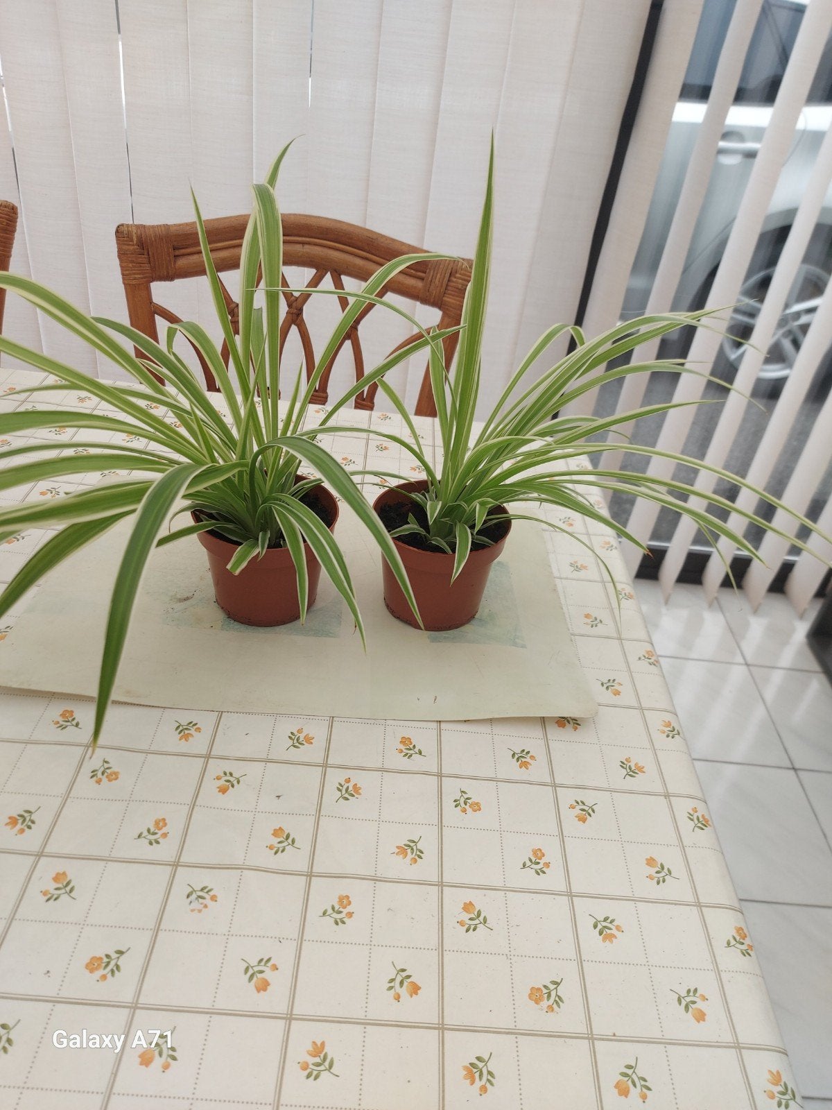 kamerplanten, Maison & Meubles, Plantes d'intérieur, Plante potagère, En pot, Moins de 100 cm, Enlèvement