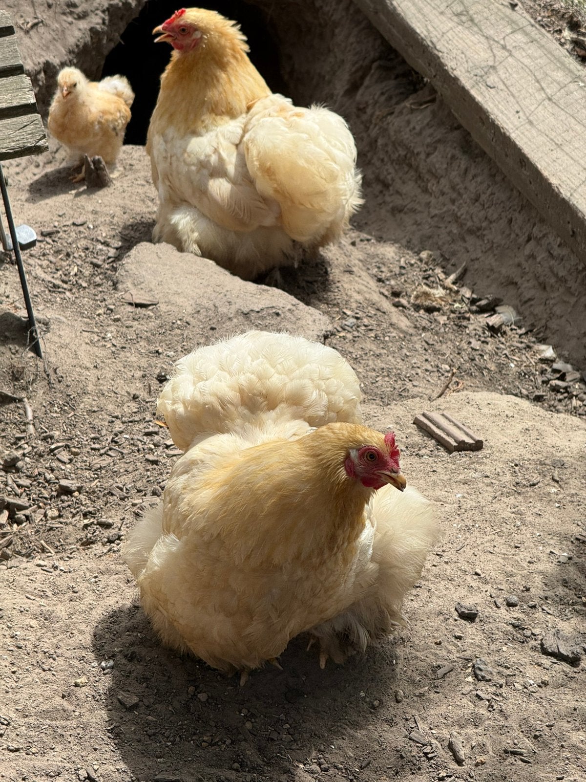 Broedeieren cochin geelkoekoek en brahma lemon pyle, Dieren en Toebehoren