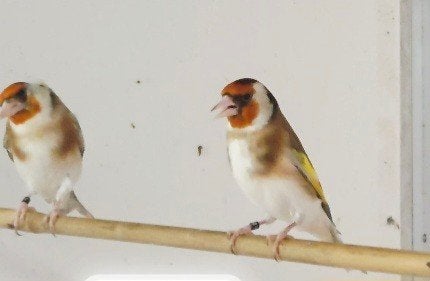 Couple phaeo 2025, Plusieurs animaux, Oiseau chanteur sauvage, Bagué