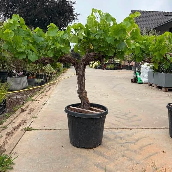 ‼️Super PROMO bij PROMOplant ‼️ Druivelaars aan €99, Ophalen