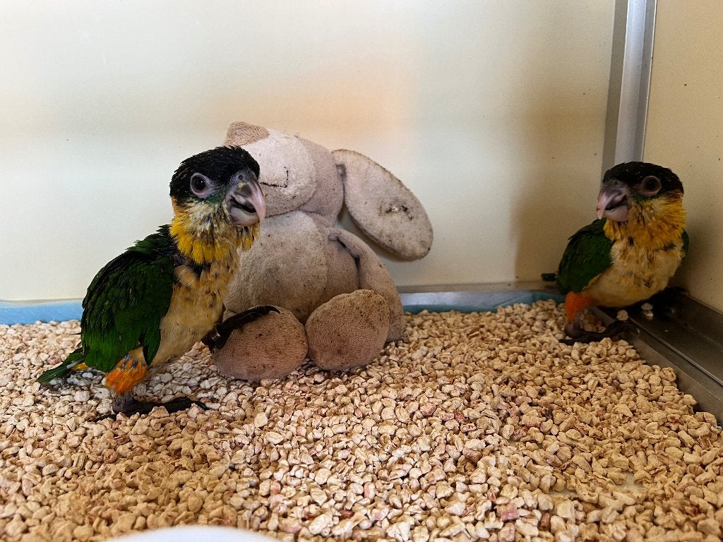 Super mooie handtamme zwartkop caique’s, Dieren en Toebehoren, Vogels | Parkieten en Papegaaien, Geslacht onbekend, Papegaai, Tam