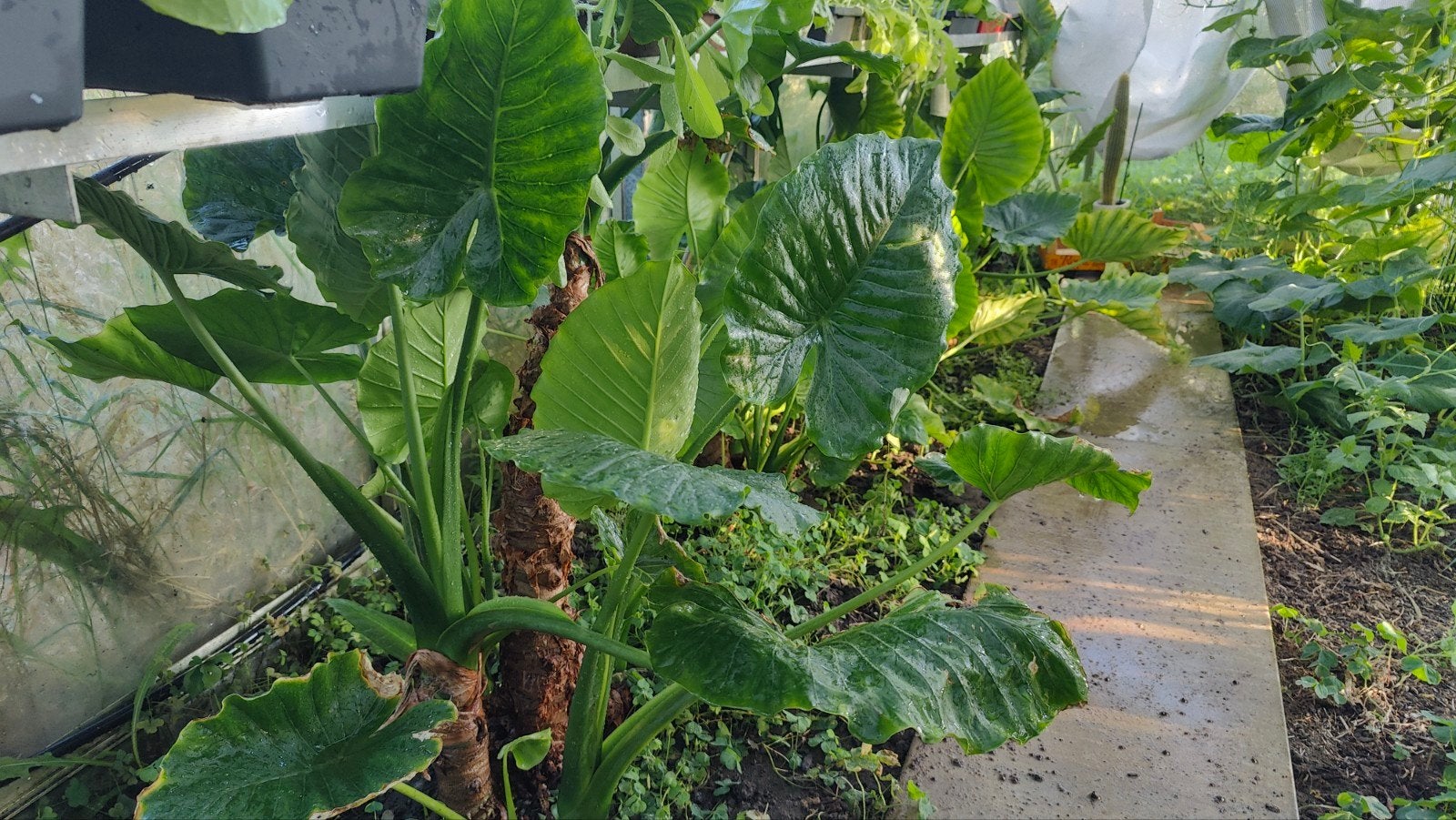 Alocasia gageana, Ophalen