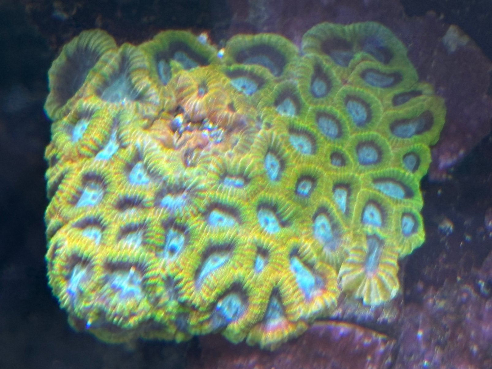 Favia of the Gods, Dieren en Toebehoren