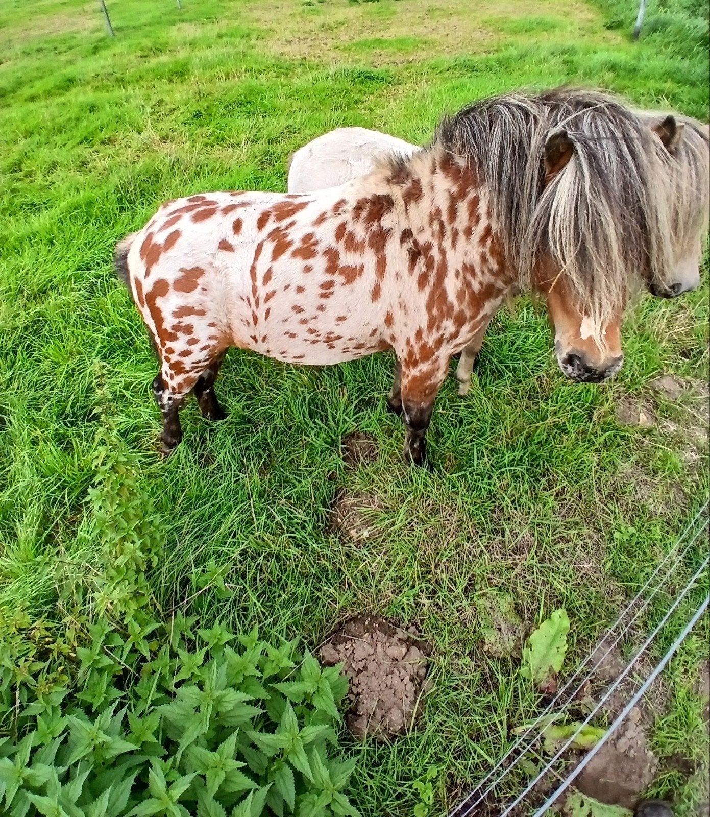 ponny/hengst/apaloosa, Dieren en Toebehoren, Juni, Mannelijk