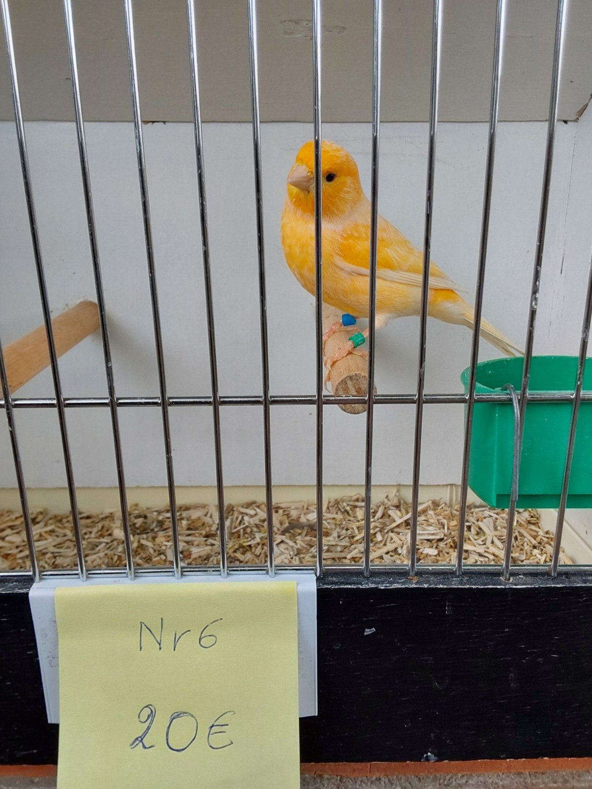Kanarie, Dieren en Toebehoren