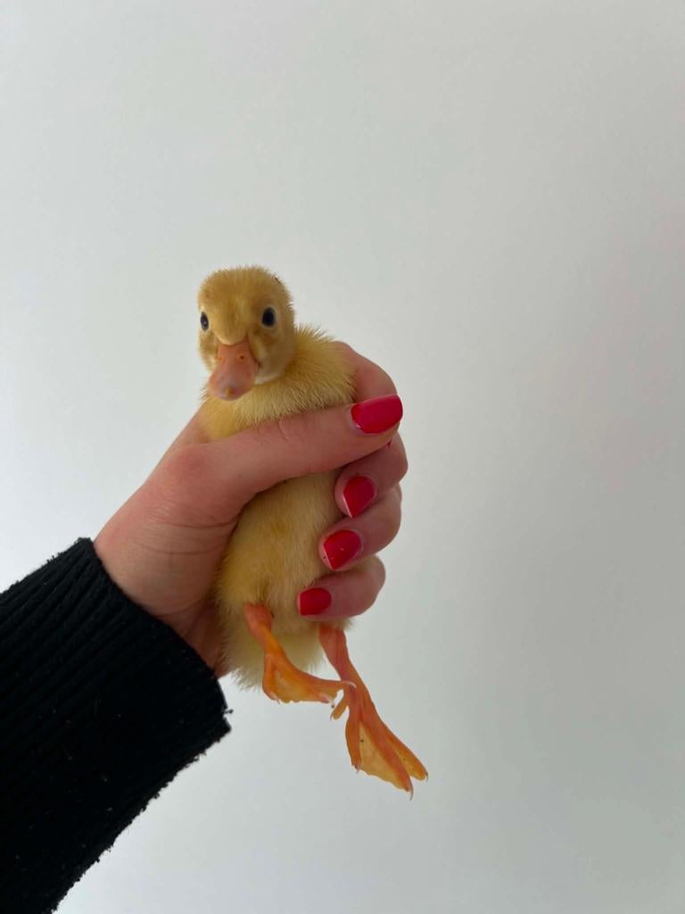 Loopeend kuikens, Dieren en Toebehoren, Pluimvee