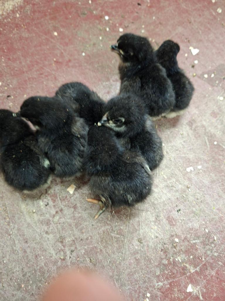 Australorp kuikens, Animaux & Accessoires